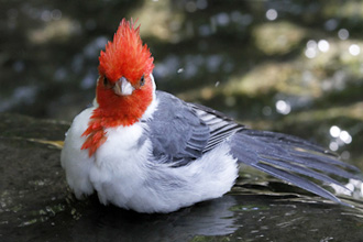 Image of a red-crested cardinal hatchlin
at Jurong Bird Park
